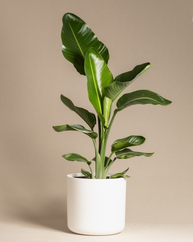 house plant